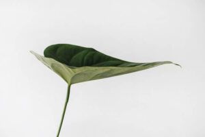 grünes Blatt